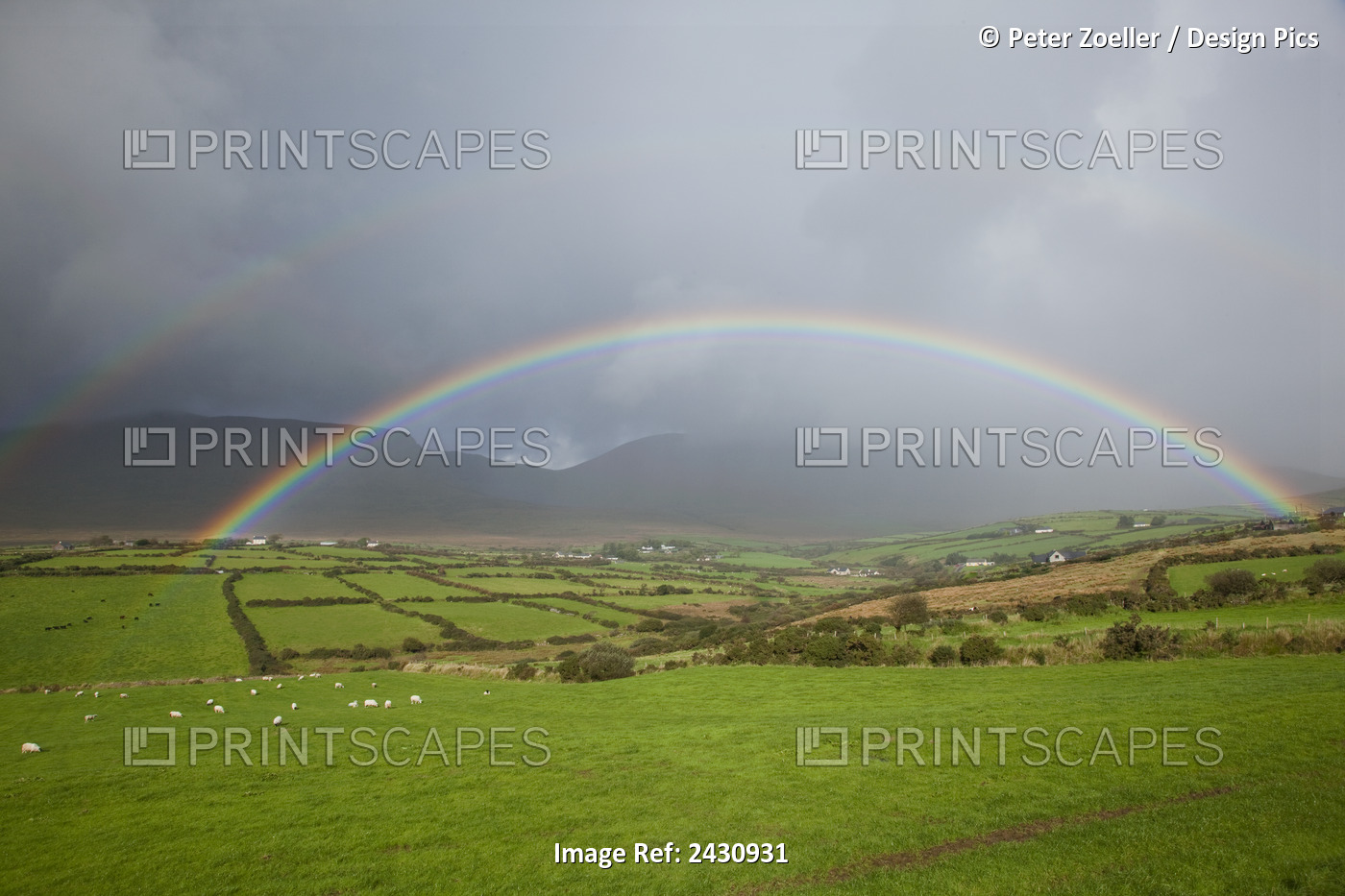 Double Rainbow Over The Lush Green Farmland With Grazing Sheep; County Kerry, ...