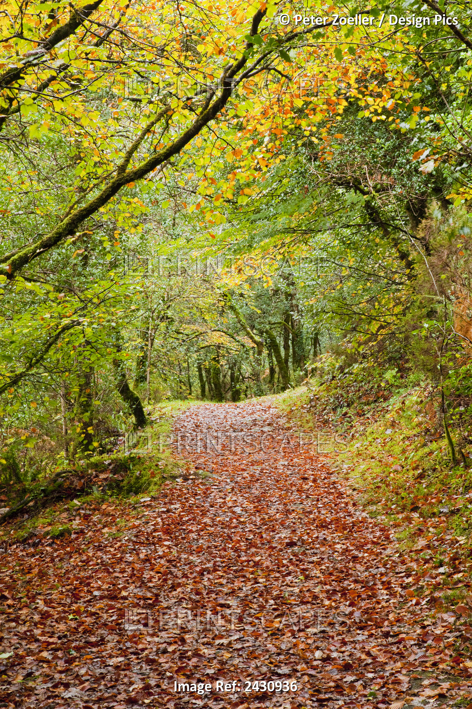 A Path Covered In Brown Fallen Leaves In Autumn In Glengarriff Forest; County ...