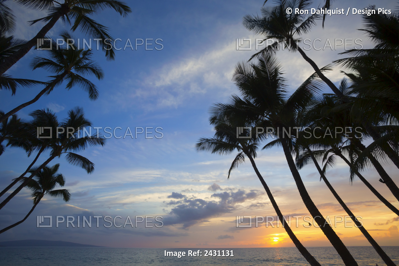 Palm Trees At Sunset, Keawekapu Beach; Maui, Hawaii, United States Of America