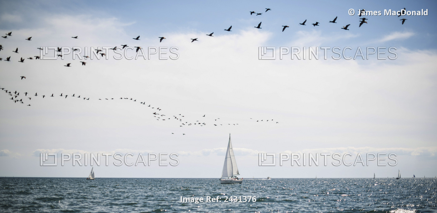 Sailboats Cruise The Waters Of Lake Ontario As A Flock Of Water Birds Take To ...