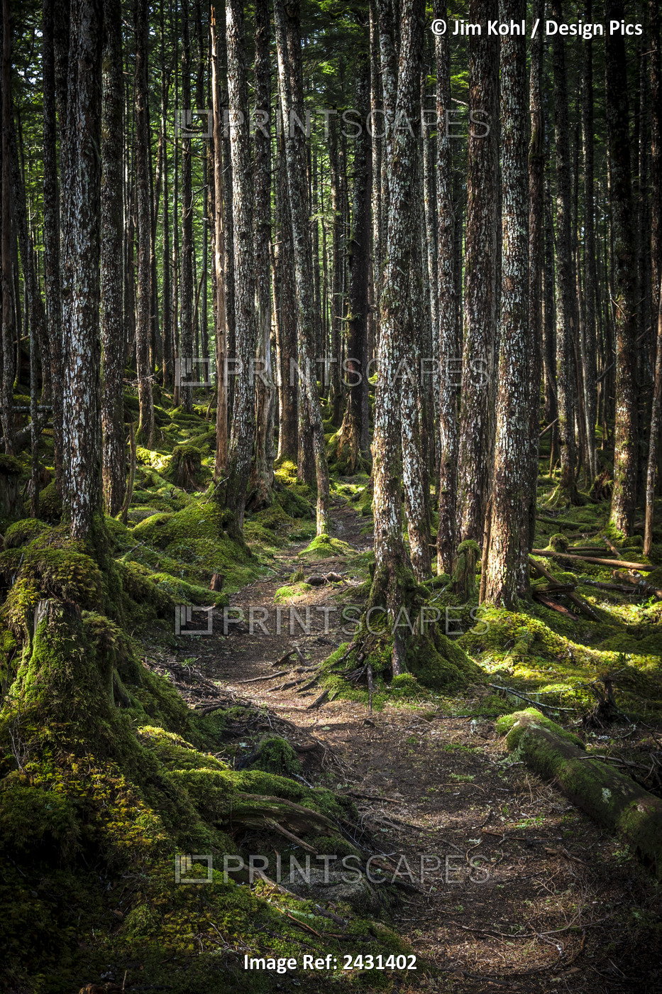 Trail Through The Rainforest Outside Of Cordova, Southcentral Alaska; Alaska, ...