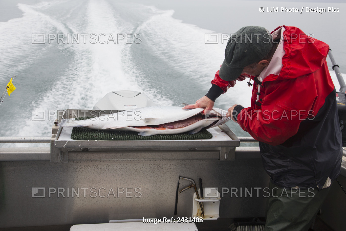 Fish Guide Cleaning Salmon On Back Of Boat During Trip Back To Homer; Alaska, ...