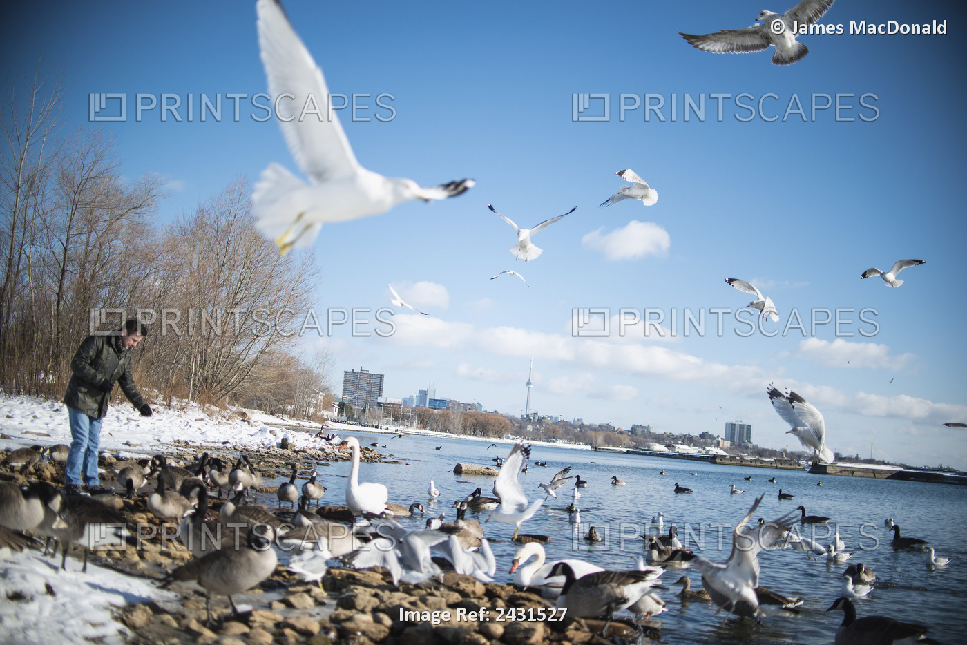 A Man Feeds A Growing Flock Of Birds On The Shore Of Lake Ontario In Winter; ...