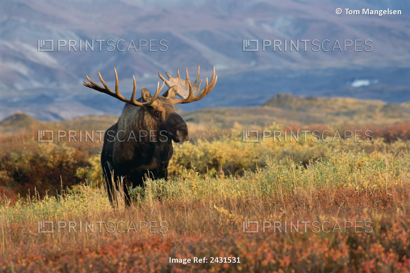 A Large Bull Moose Stands On The Tundra In Denali National Park, Alaska.