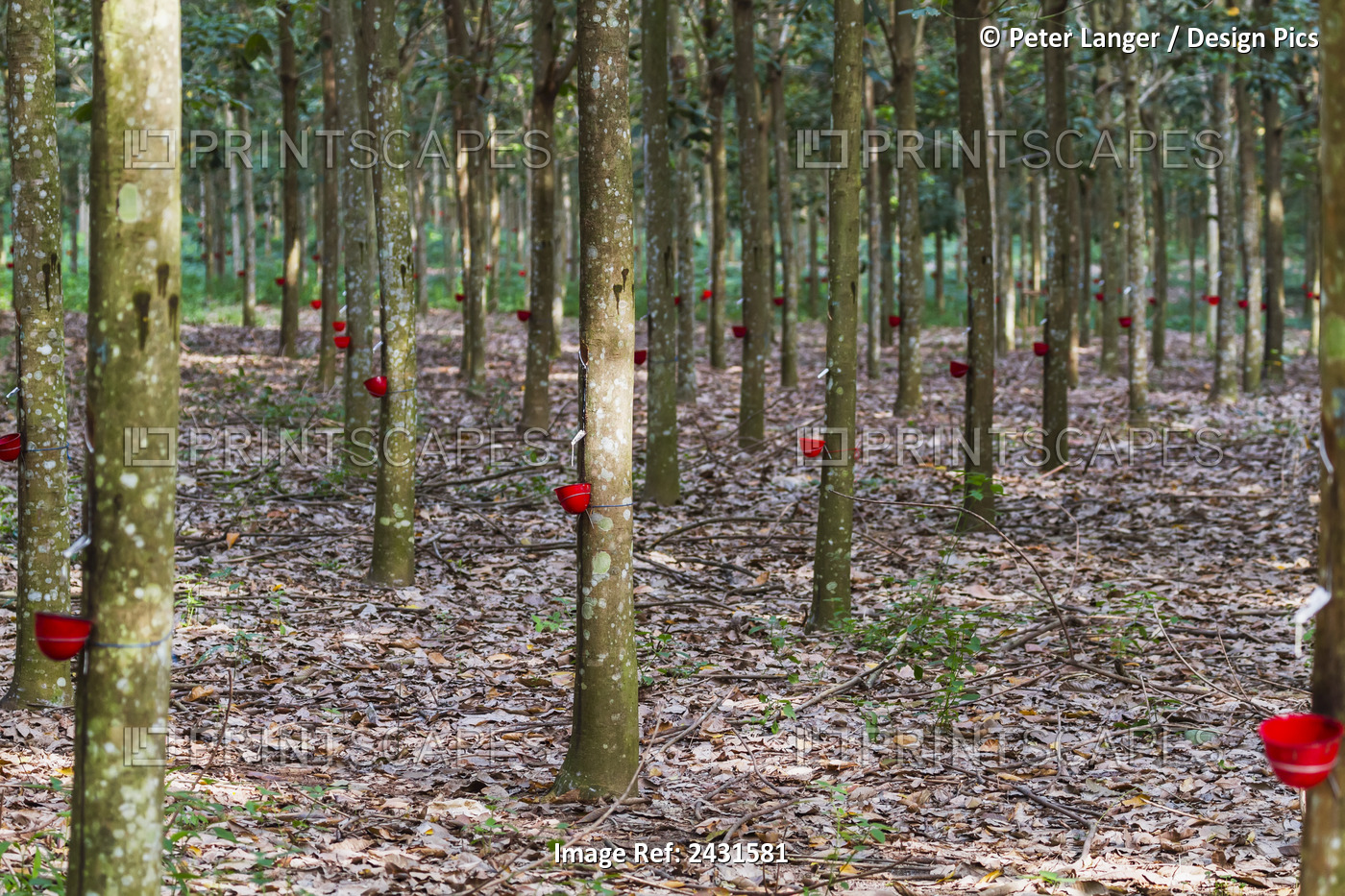 Rubber Tree Plantation, Simalungun, North Sumatra, Indonesia