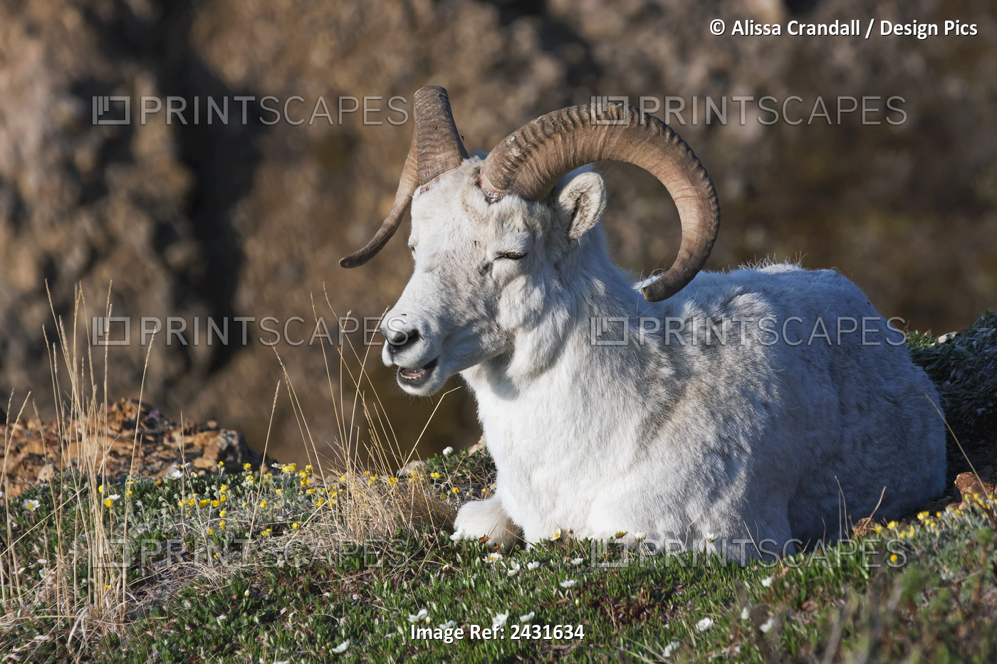 Dall Sheep Ram (Ovis Dalli Dalli) Lying On A Hillside In Denali National Park, ...