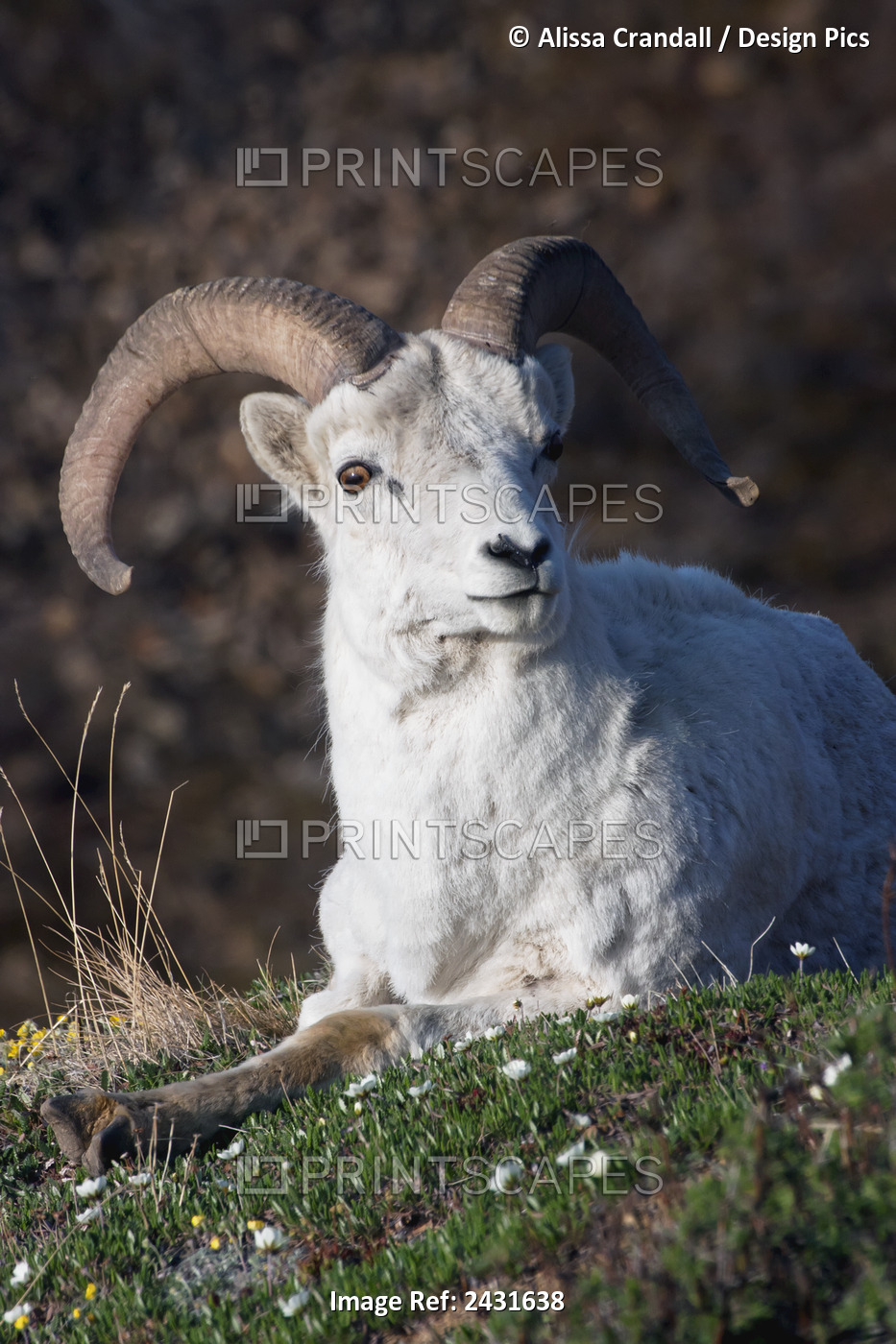 Dall Sheep Ram (Ovis Dalli Dalli) Lying On A Hillside In Denali National Park, ...