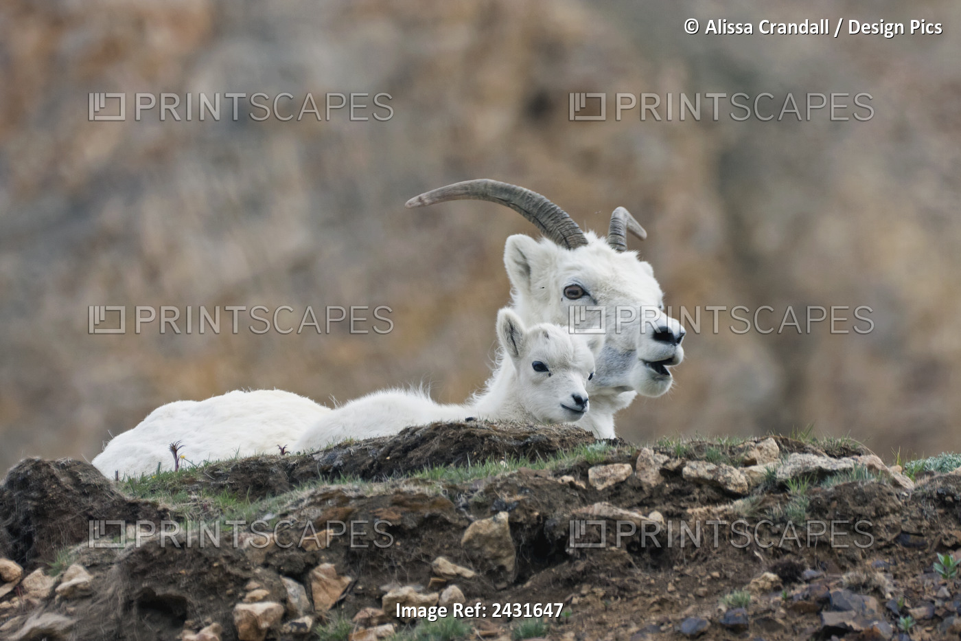 Dall Sheep Lamb And Its Mother (Ovis Dalli Dalli) In Denali National Park, ...