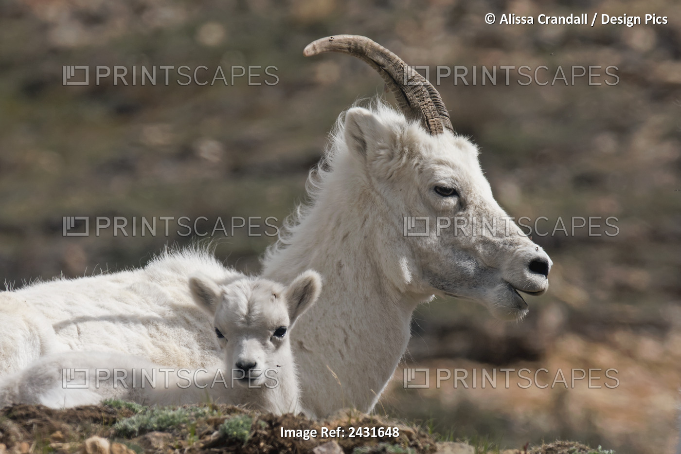 Dall Sheep Lamb And Its Mother (Ovis Dalli Dalli) In Denali National Park, ...