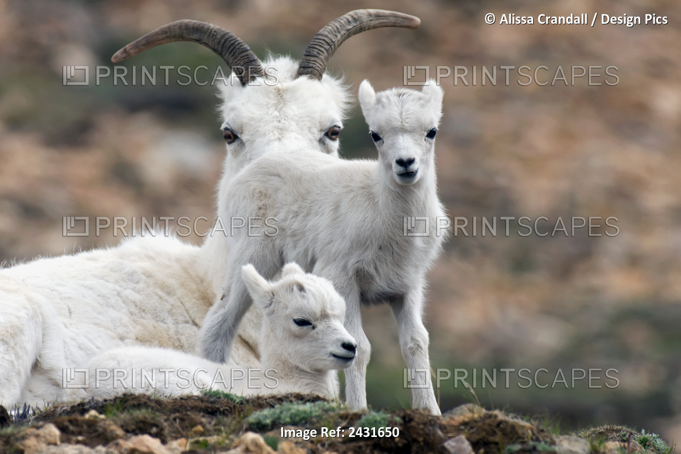 Dall Sheep Ewe (Ovis Dalli Dalli) Watching Over Two Lambs, Denali National ...