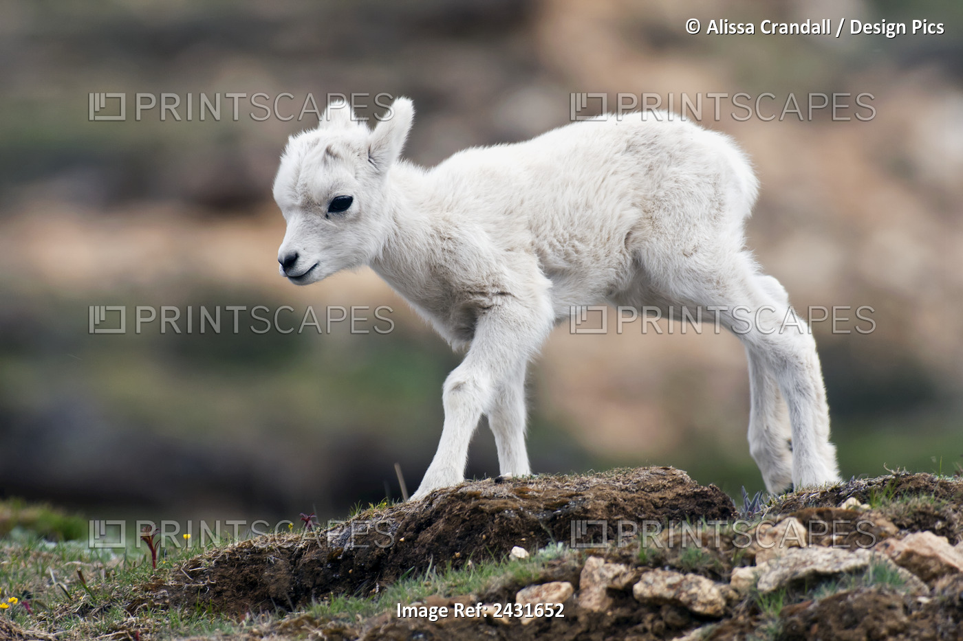 Dall Sheep Lamb (Ovis Dalli Dalli) In Denali National Park, Interior Alaska