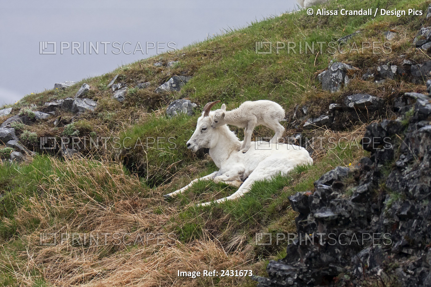 Dall Sheep (Ovis Dalli Dalli) Lamb Plays On Top Of Its Mother In Denali ...