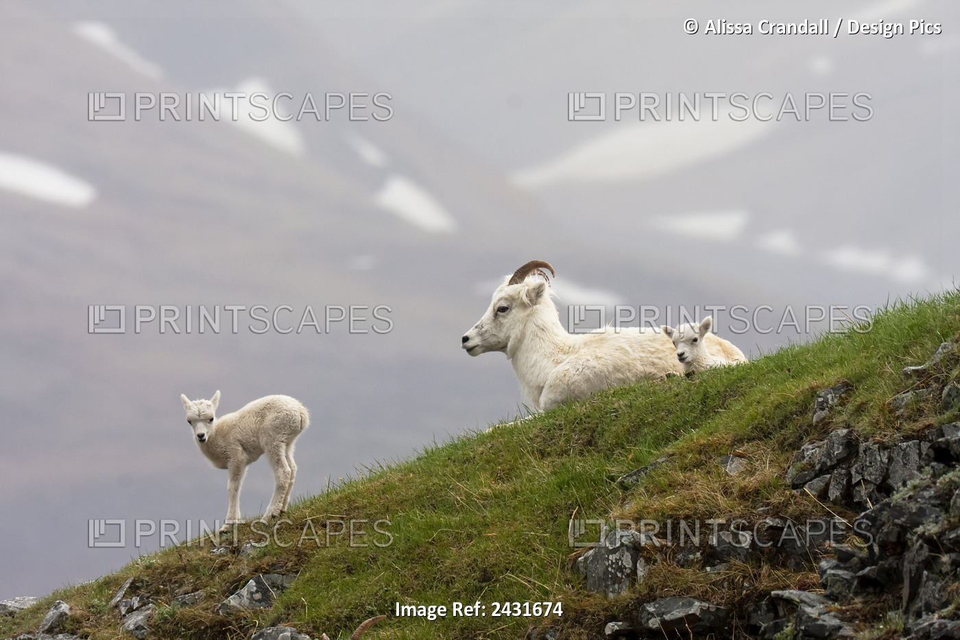 Dall Sheep Ewe And Her Lamb (Ovis Dalli Dalli) In Denali National Park, ...