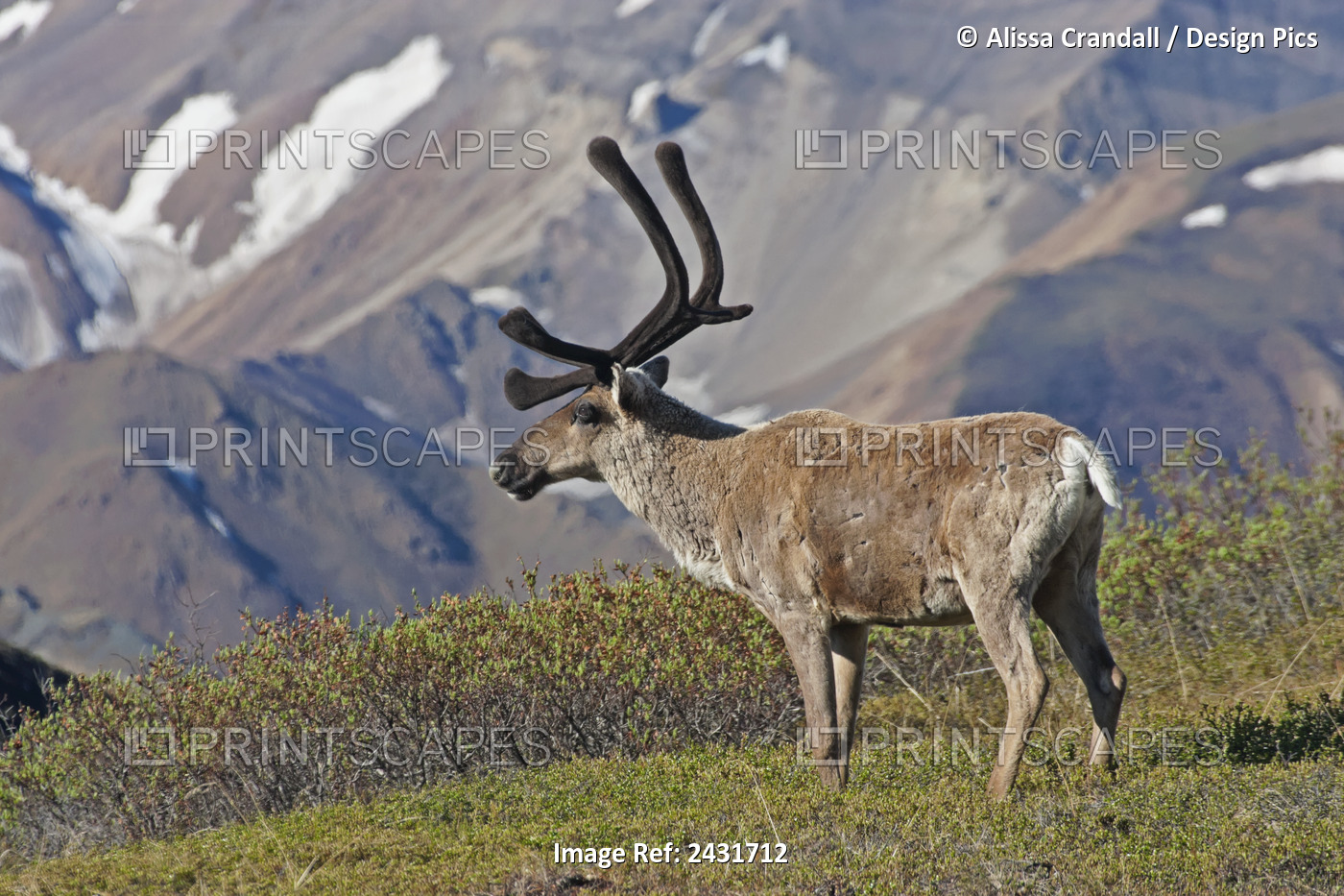 Caribou (Rangifer Tarandus) Near The Park Road, Denali National Park, Interior ...
