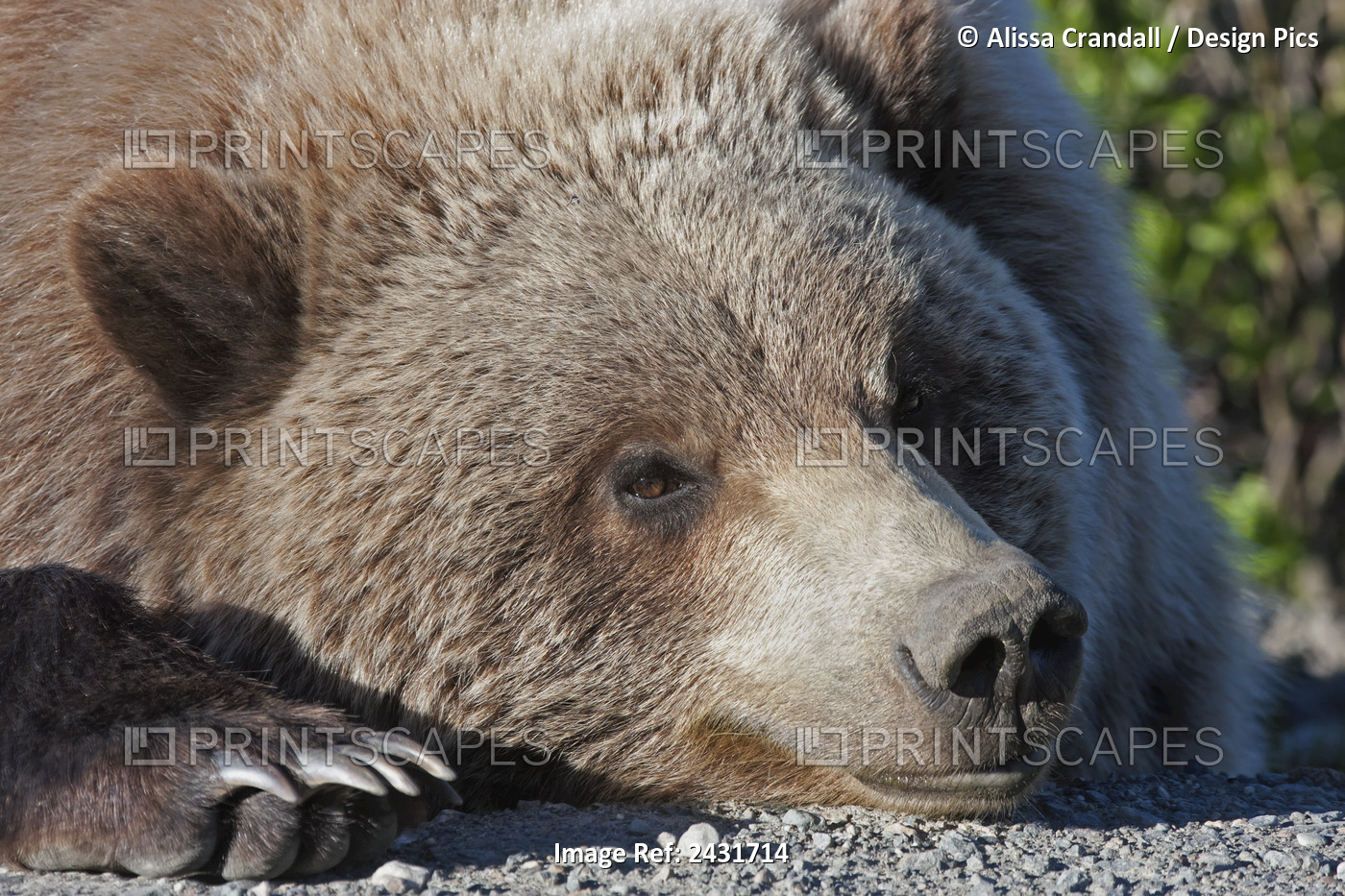 Close Up Of A Grizzly (Ursus Arctos) Resting With His Head On The Park Road, ...