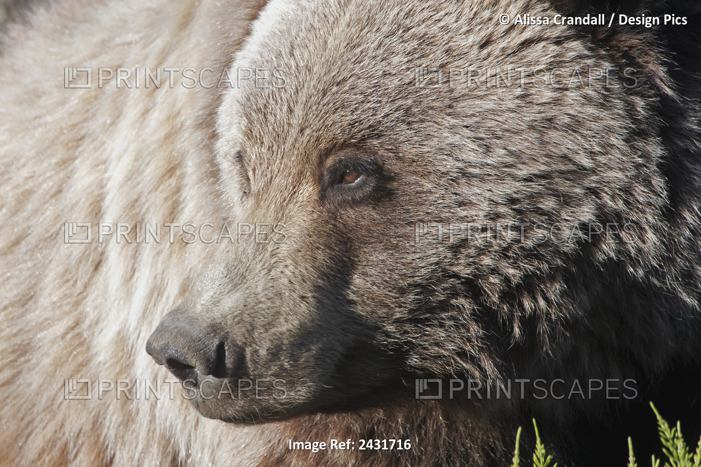Close Up Of A Grizzly (Ursus Arctos) Near The Park Road, Denali National Park, ...