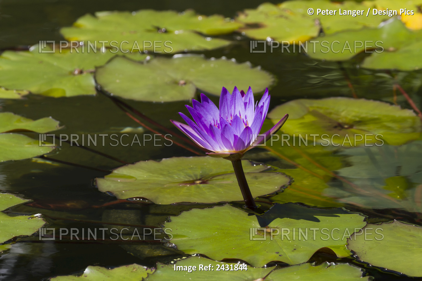 Water Lily In The Bethesda Fountain In Central Park, New York City, New York, ...