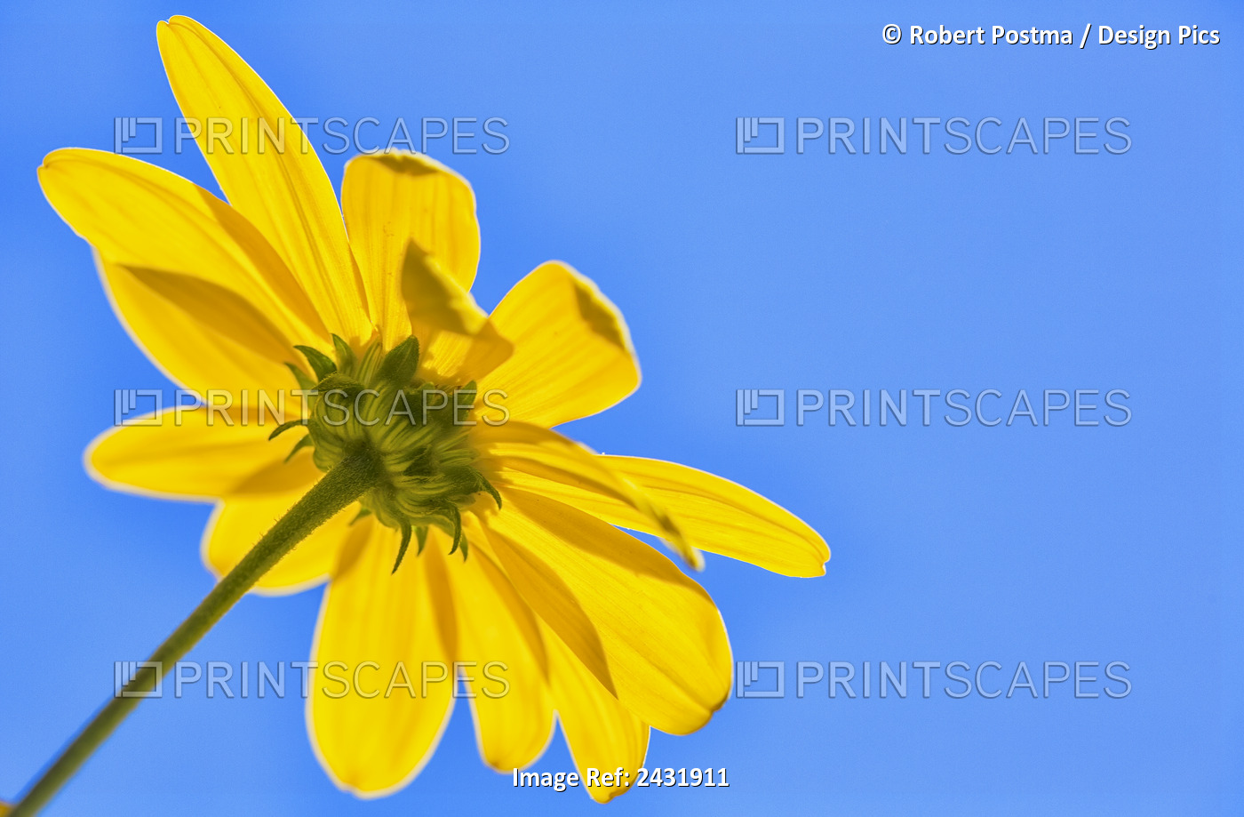 Yellow Flower Against A Blue Sky; Bolivia