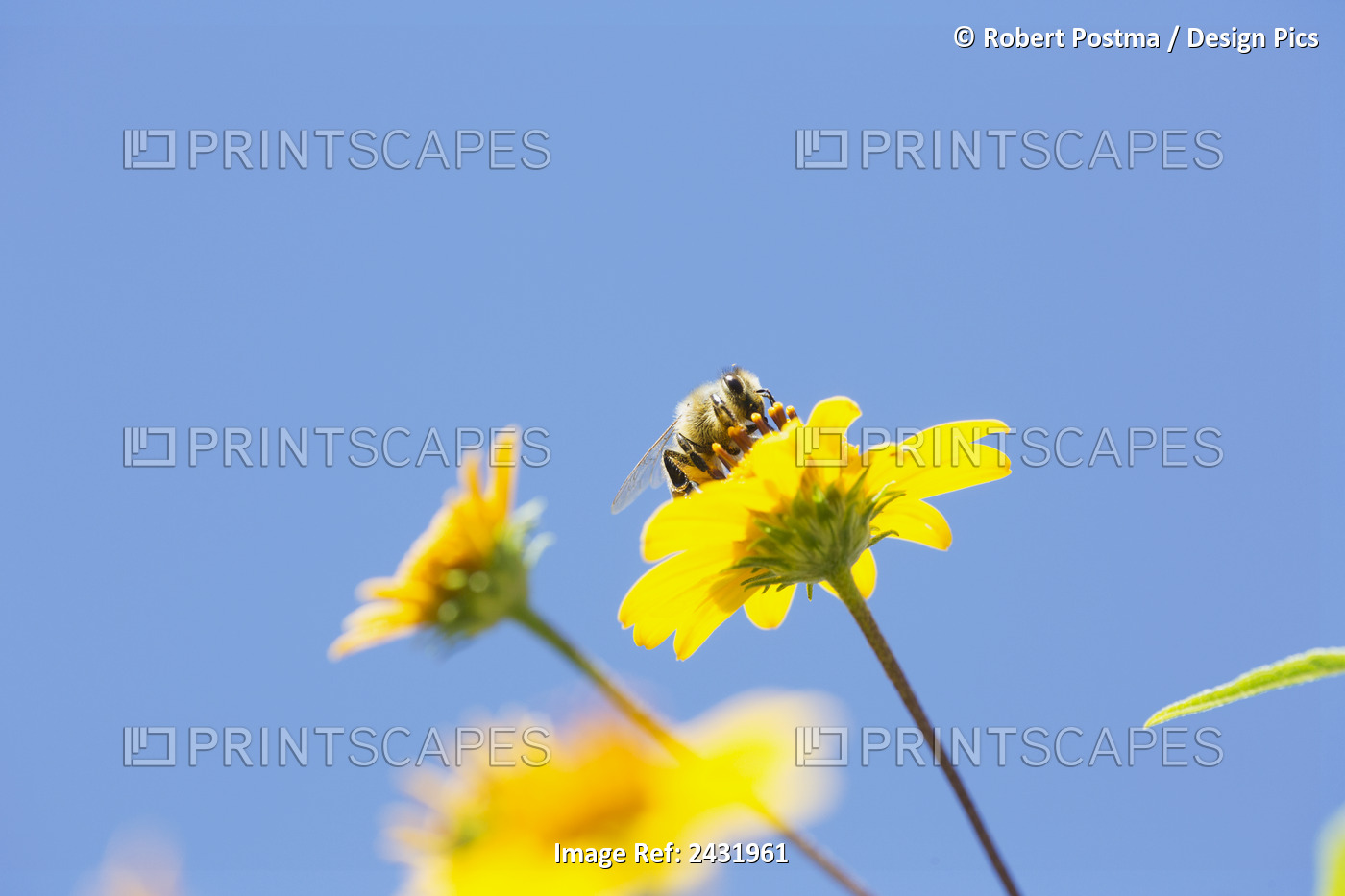 A Bee Is Busy Pollenating Flowers As It Goes About It's Job Collecting Pollen; ...