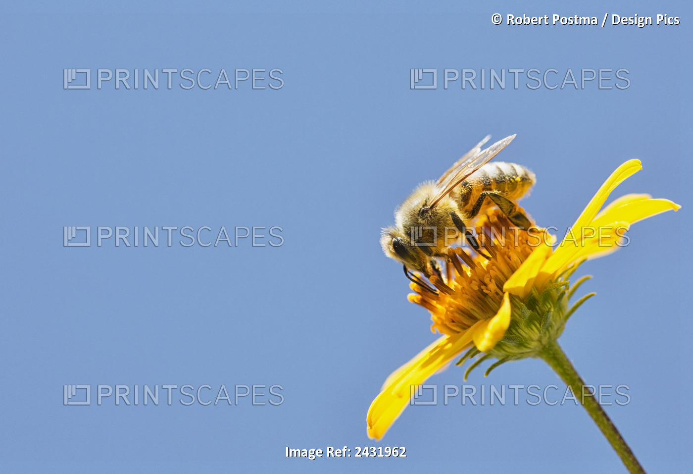 A Bee Is Busy Pollenating Flowers As It Goes About It's Job Collecting Pollen; ...