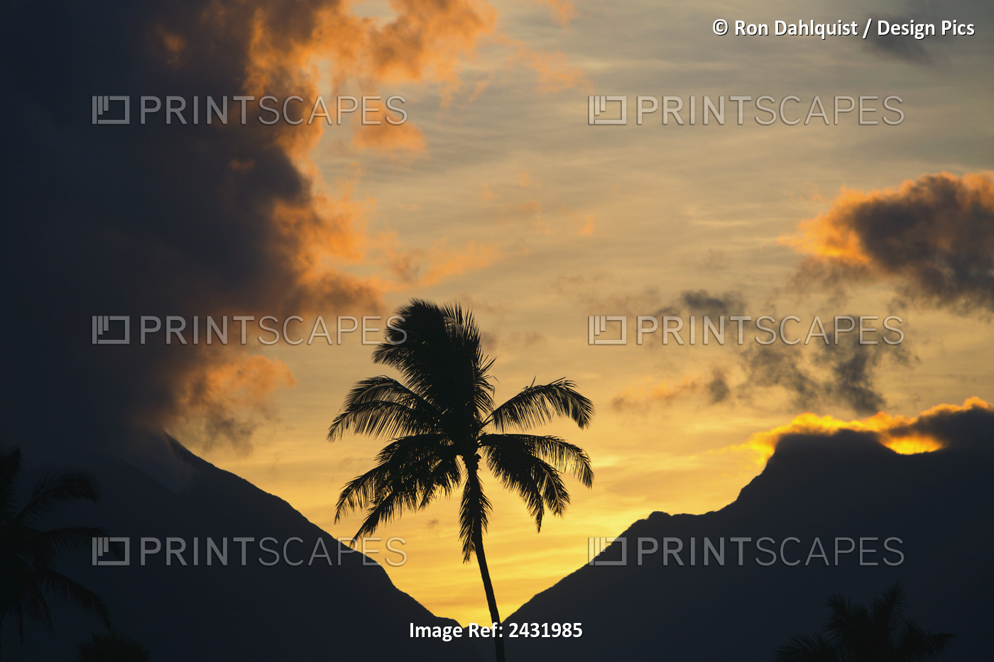 Silhouette Of Palm Tree At Sunset And The West Maui Mountains; Spreckelsville, ...