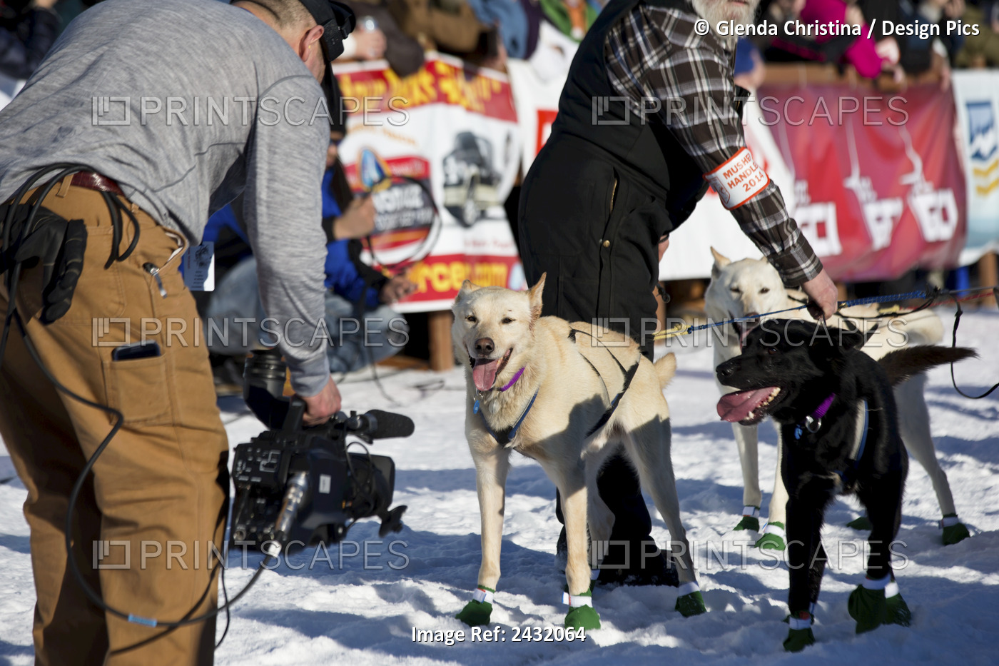 Videographer Films Lead Dogs In The Restart Chute During The 2014 Iditarod Sled ...