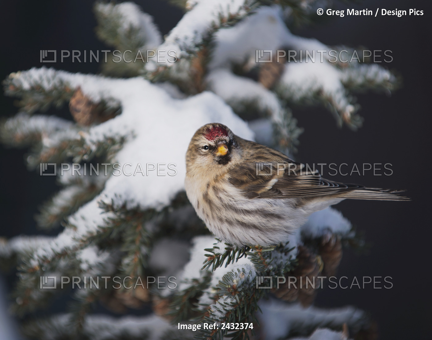 A Female Common Redpoll (Carduelis Flammea) Perches On A Snowy Spruce Tree On A ...