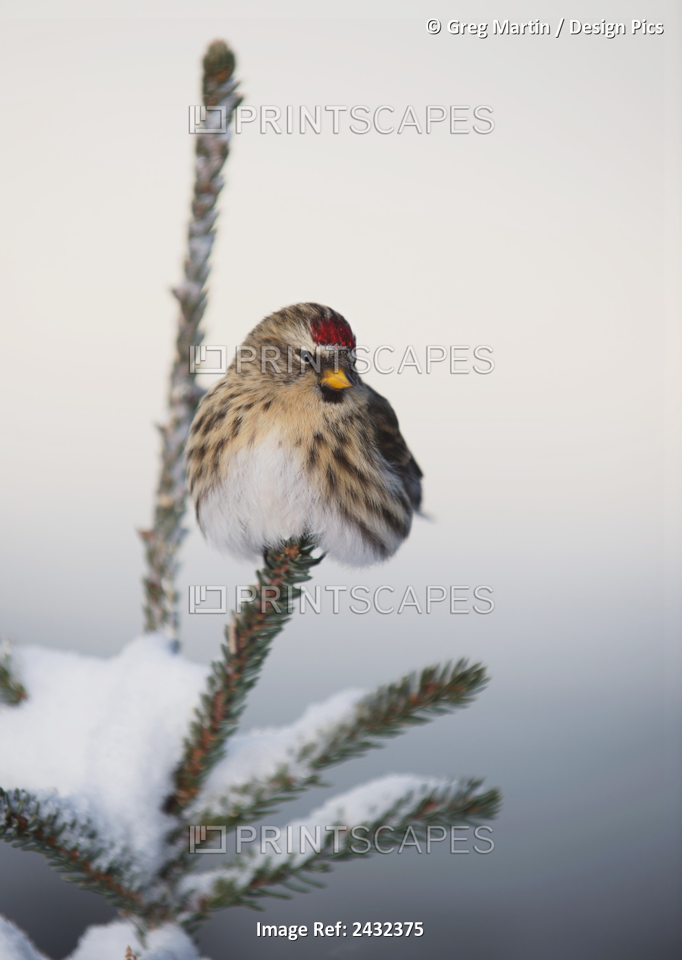 A Common Redpoll (Carduelis Flammea) Perches Atop A Snowy Spruce Tree On A ...