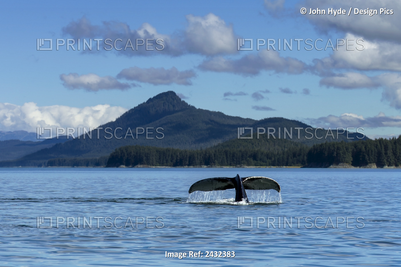 A Humpback Whale Lifts Its Flukes As It Returns To The Depths To Feed In The ...