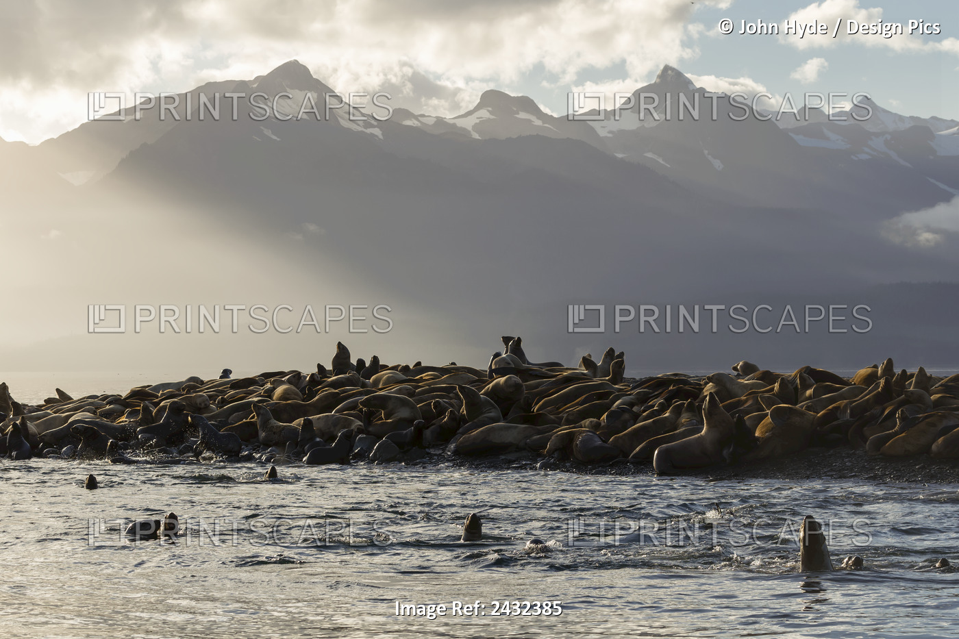 Sea Lions Basks In The Last Of The Days Light On A Small Island In Lynn Canal, ...