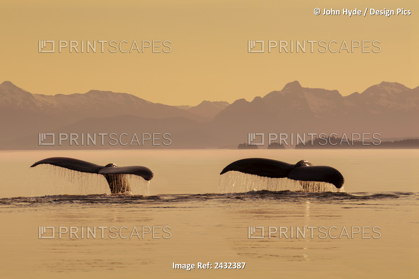 A Couple Of Humpback Whales Lift Their Flukes As They Submerge Beneath The Calm ...