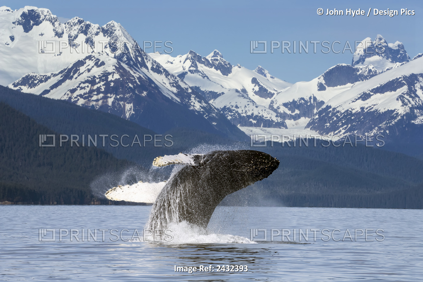 A Humpback Whale Leaps (Breaches) From The Calm Waters Of Lynn Canal In ...