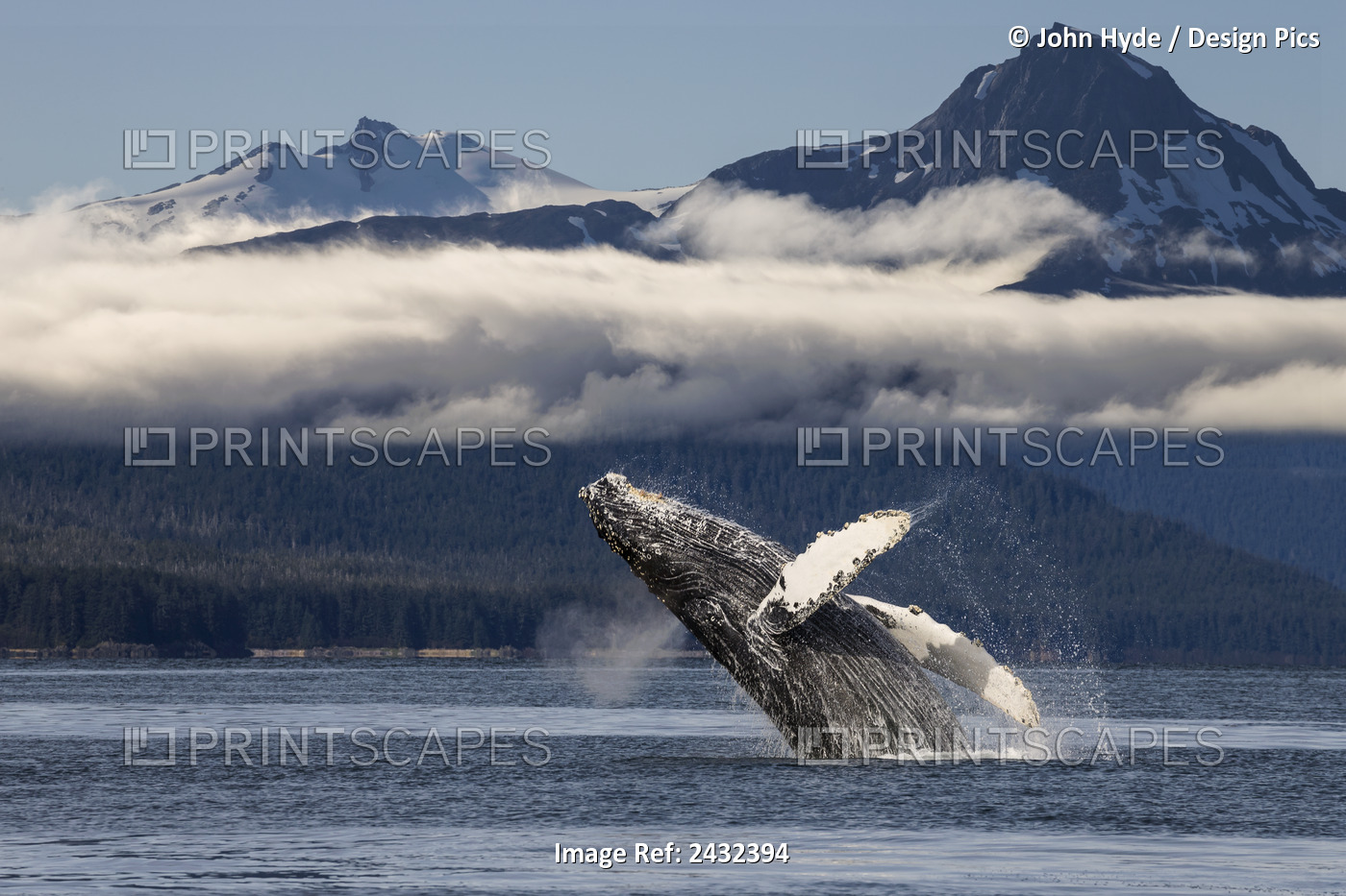 A Humpback Whale Breaches As It Leaps From The Calm Waters Of Lynn Canal In ...