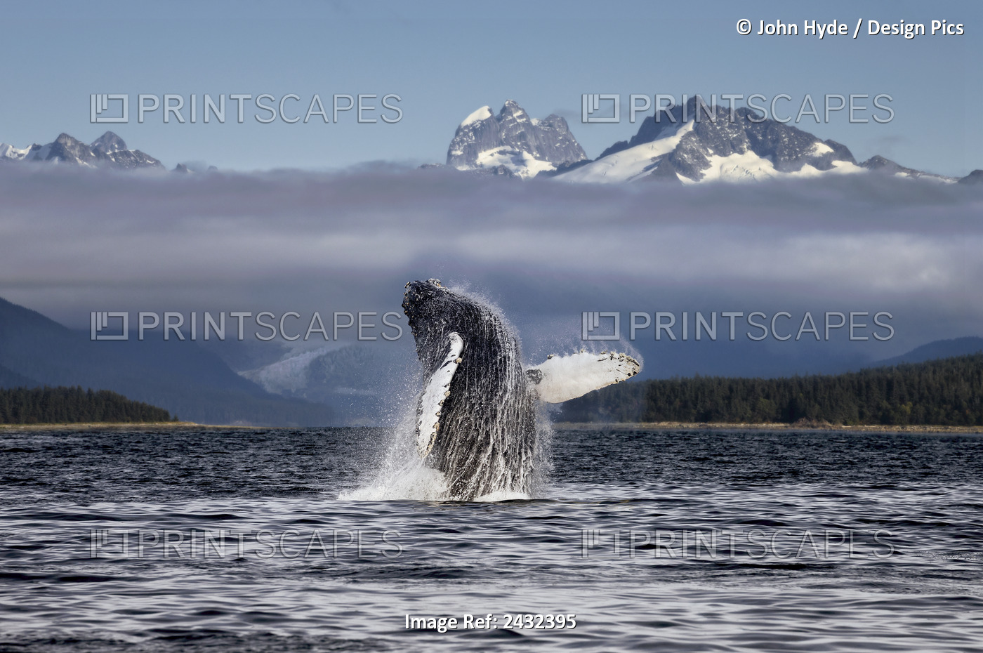 Composite. A Humpback Whale Breaches, Leaping From Lynn Canal In Alaska's ...