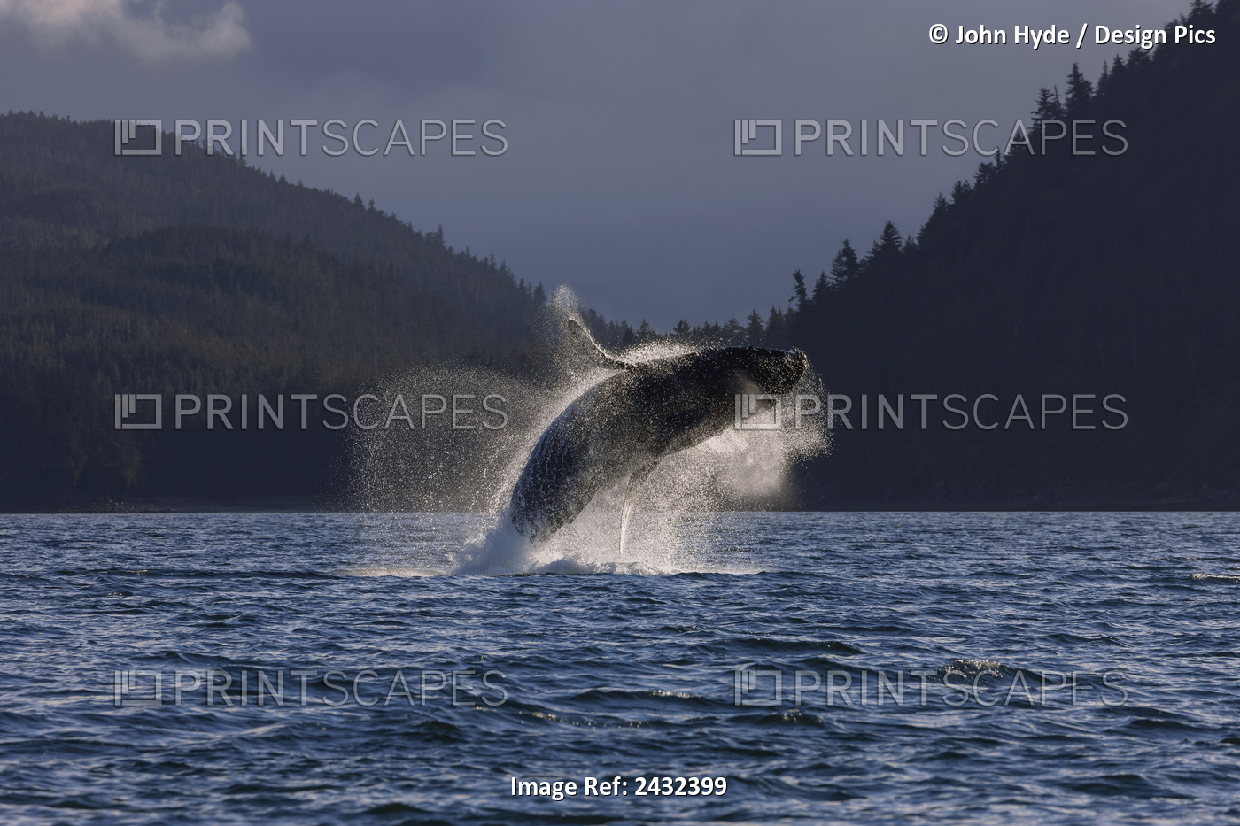 A Humpback Whale Leaps From The Waters Of The Inside Passage Near Juneau, ...