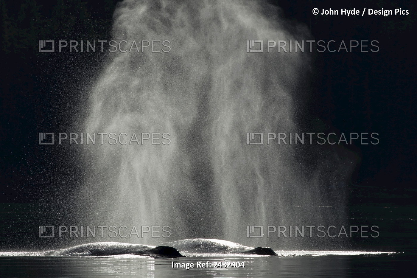 A Pair Of Humpback Whales Breath At The Surface In The Calm Waters Of Inside ...