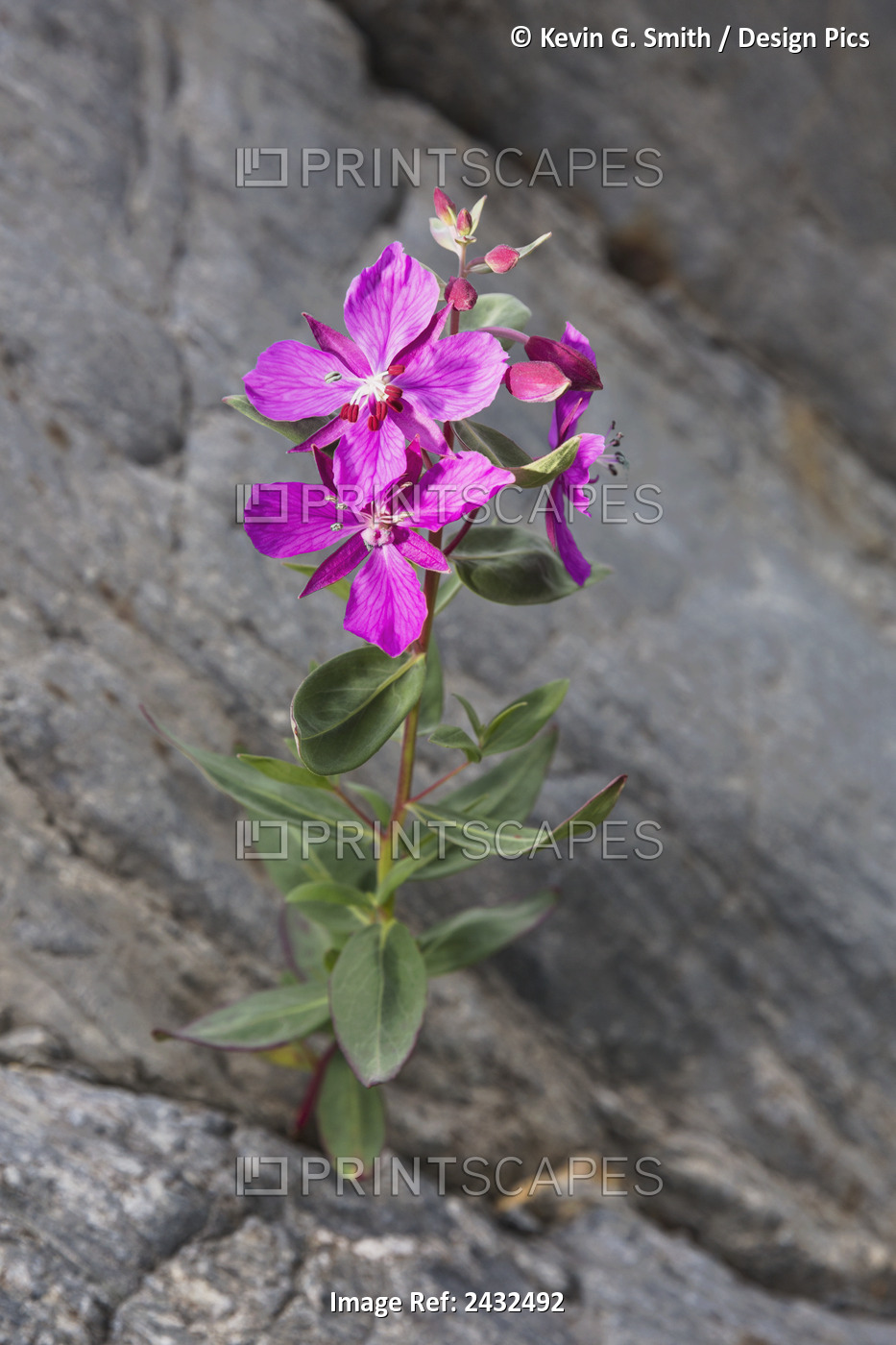 Dwarf Fireweed (Chamerion Latifolium) Flower Growing Out Of The Rocks At Shoup ...
