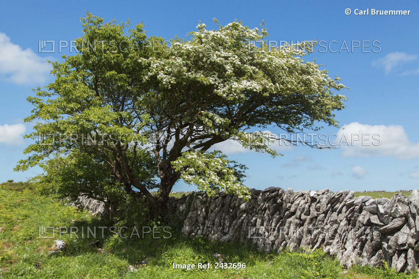 Weidornbaum In Burren; County Clare, Ireland
