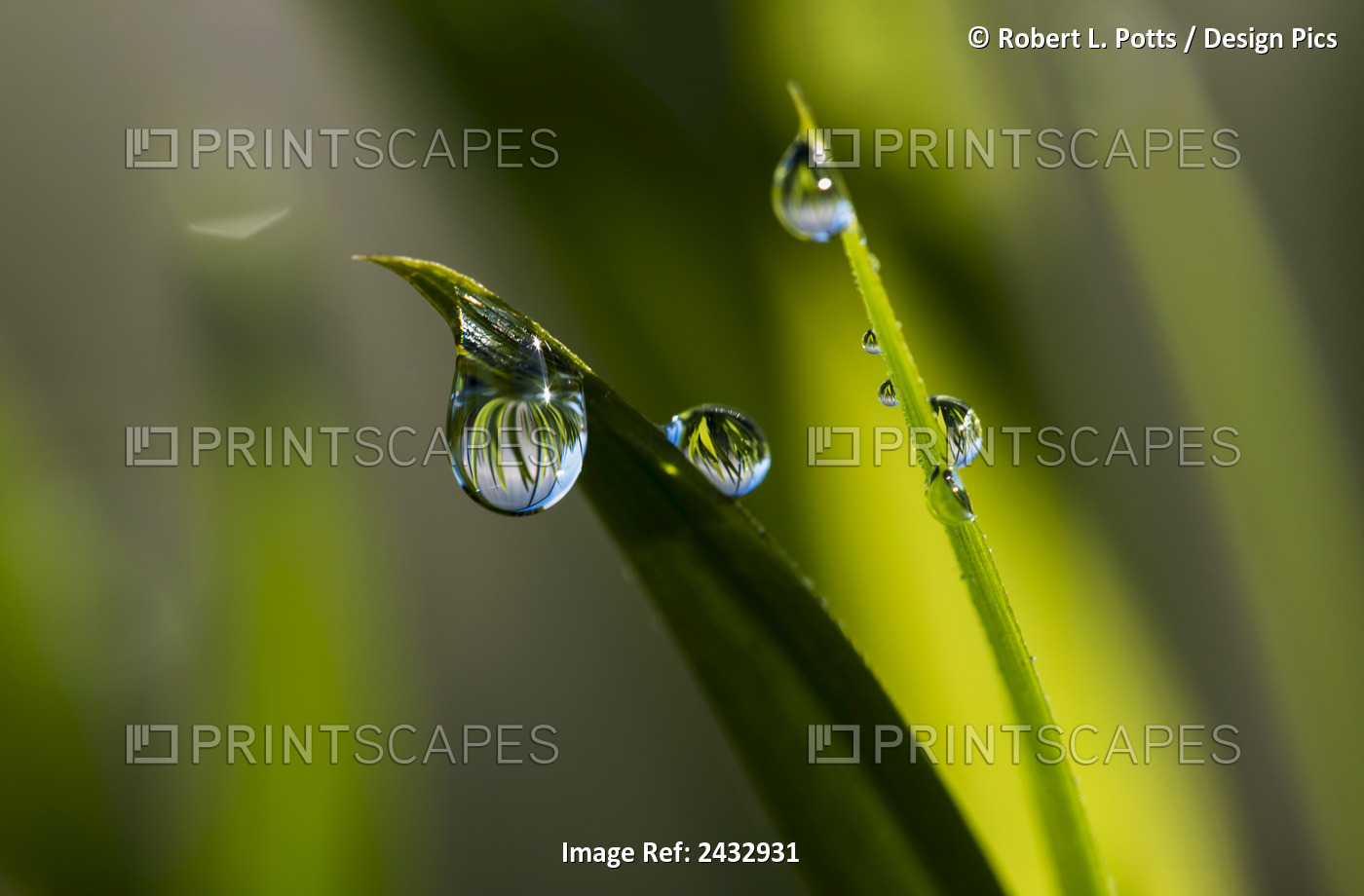 Dew Hangs From The Leaves; Astoria, Oregon, United States Of America
