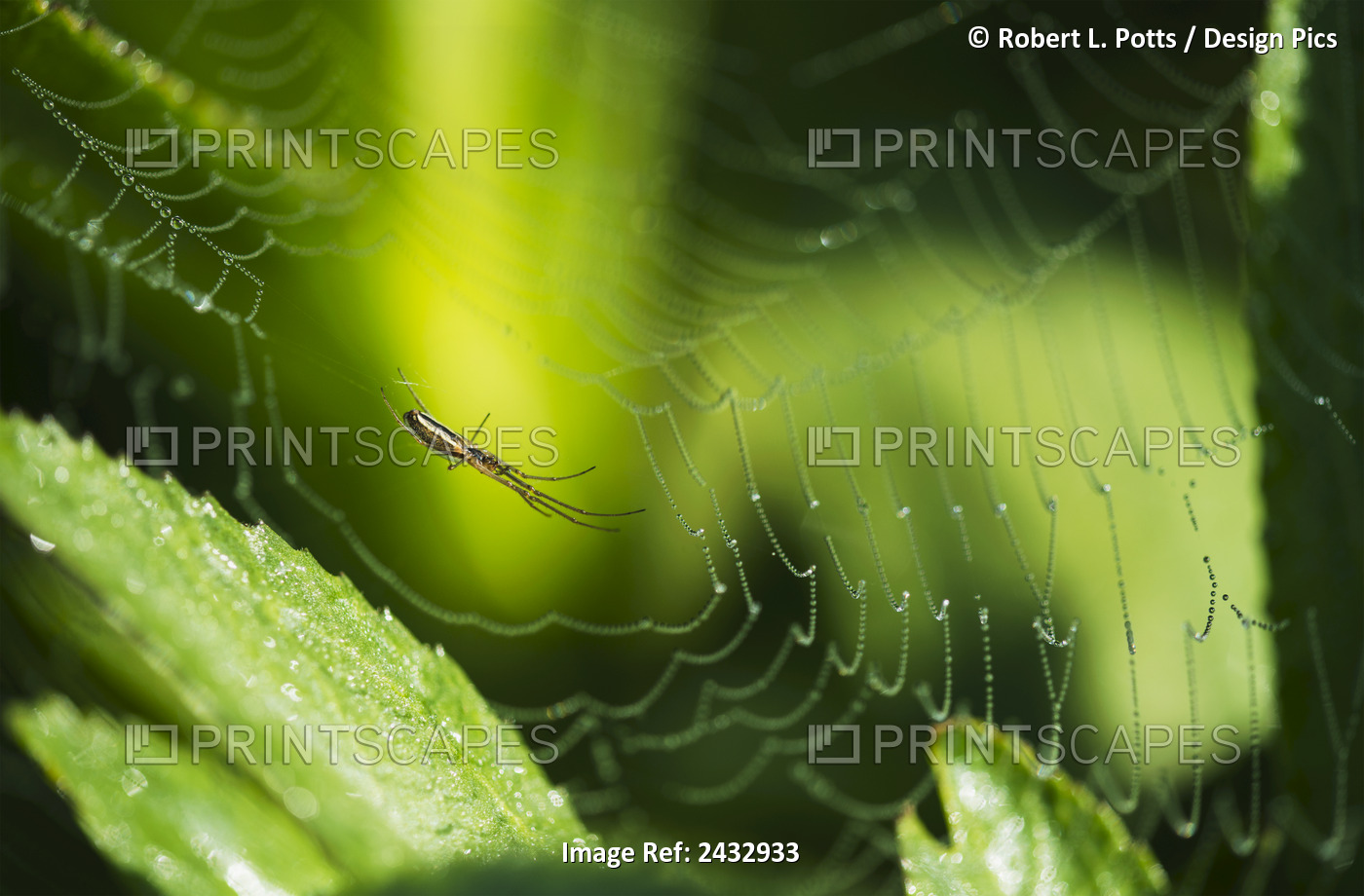 A Spider Waits In Her Web; Astoria, Oregon, United States Of America