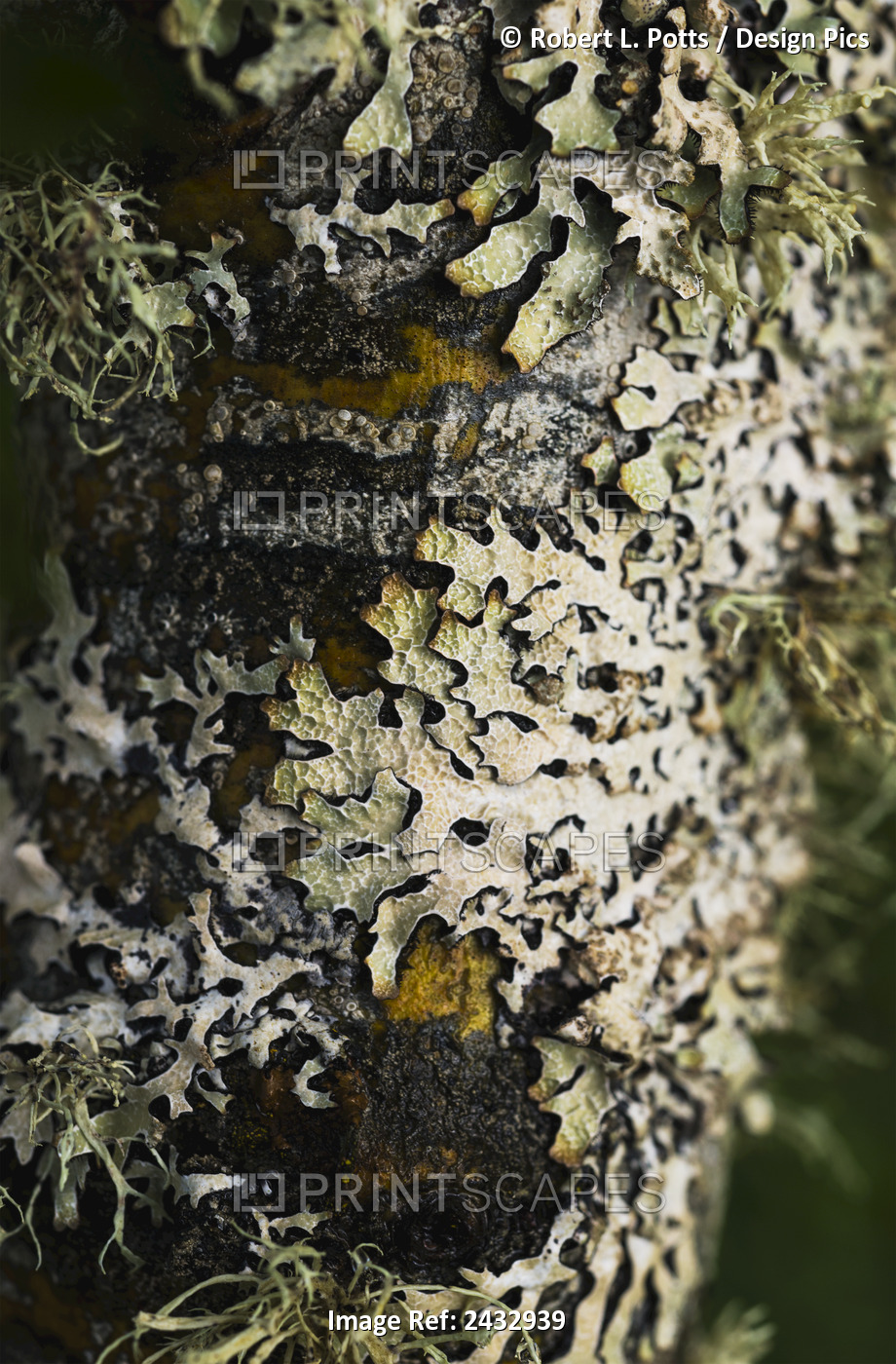 Lichen Grows On Trees; Astoria, Oregon, United States Of America