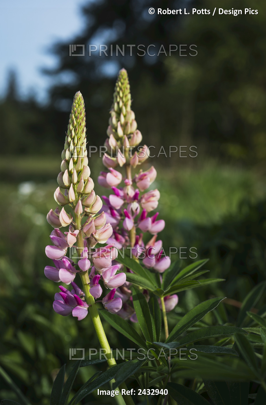 Lupine Blooms In A Garden; Astoria, Oregon, United States Of America