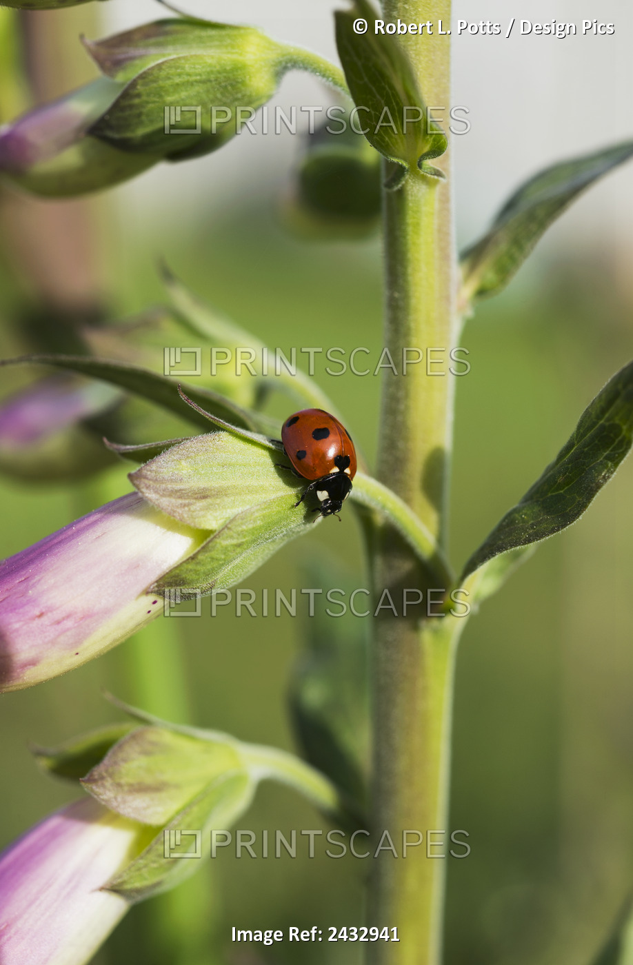 A Ladybug Beetle Rests On Foxglove; Astoria, Oregon, United States Of America