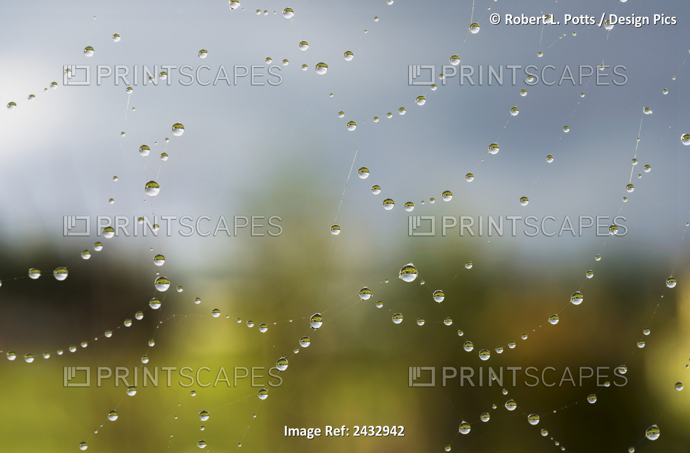 A Spider's Web Catches Rain Drops; Astoria, Oregon, United States Of America