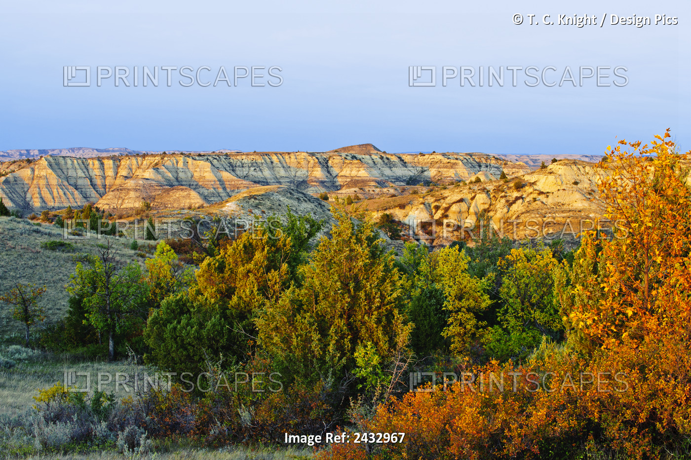 Juniper And Canyons, Little Missouri Grasslands; North Dakota, United States Of ...