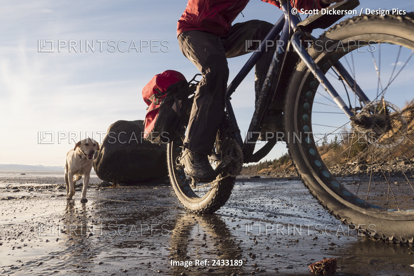 Bicyclist Riding His Fat Bike On The Beach Along Kachemak Bay With His Dog ...