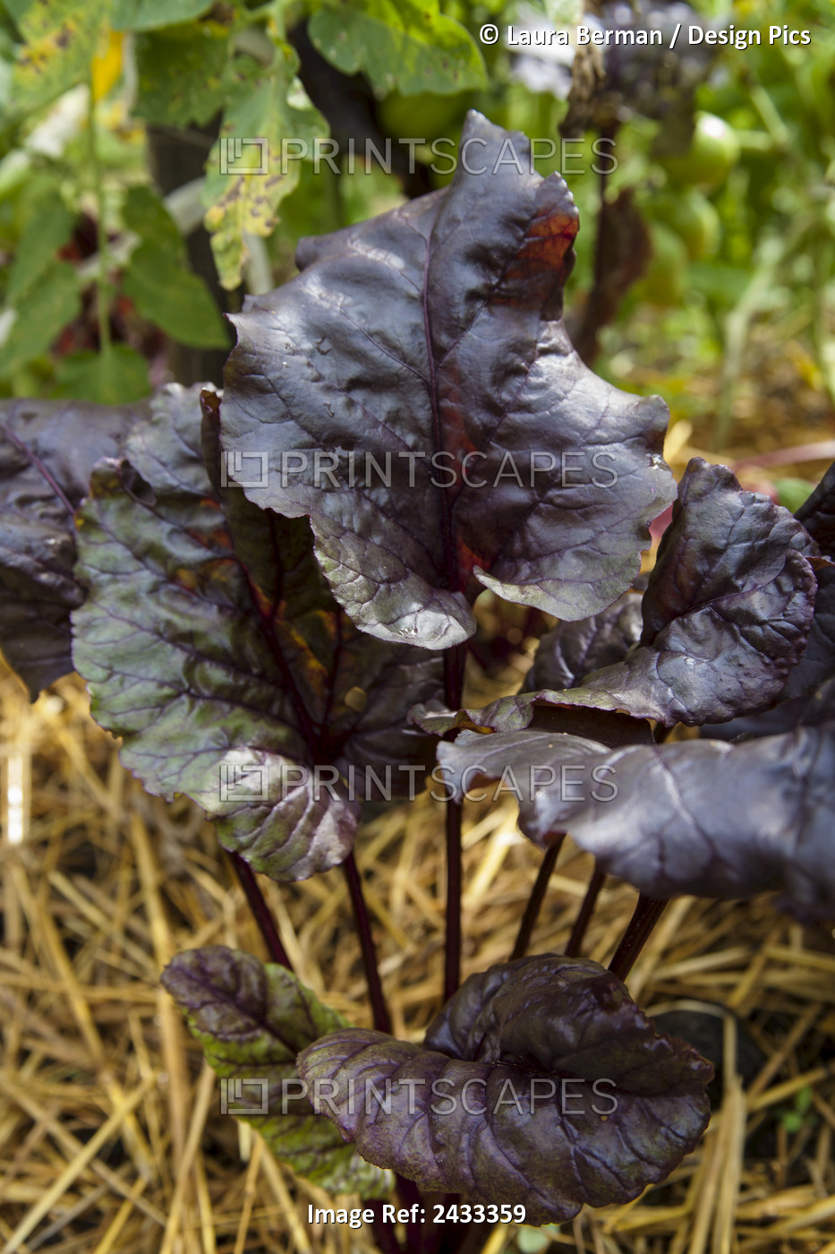 The Dark Red Leaves Of Bull's Blood Beets; Toronto, Ontario, Canada