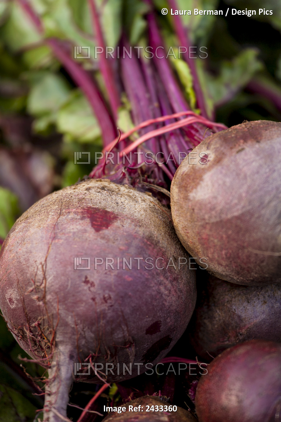 A Bunch Of Red Ace Beets At The Farmer's Market; Toronto, Ontario, Canada