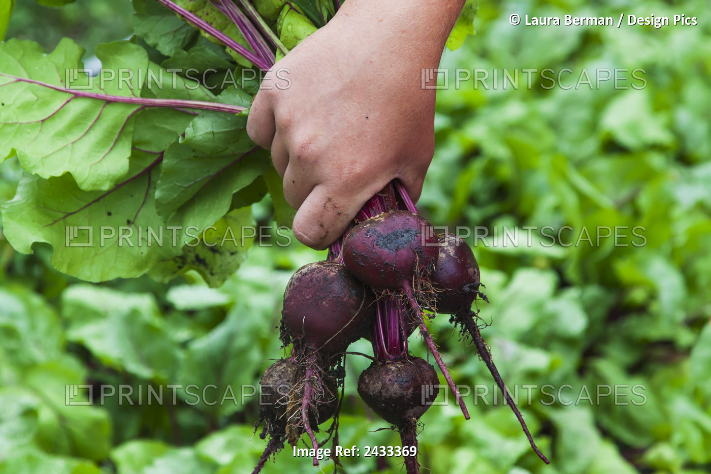 Close Up Of A Gardener's Hand Holding Freshly Harvested Beets From The Kitchen ...
