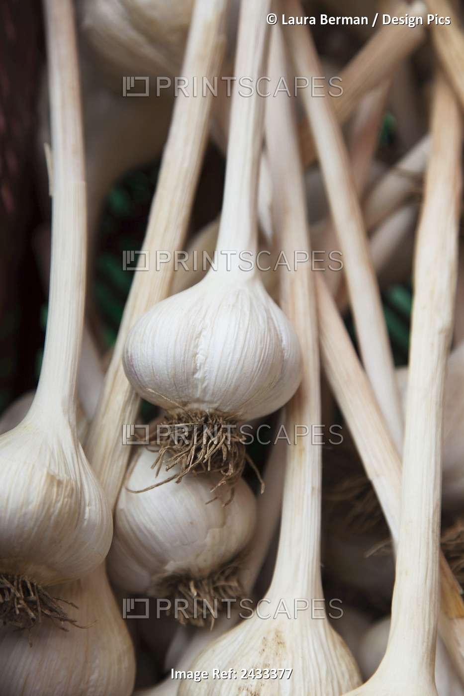 Large Clean Organically Grown Hardneck Garlic Bulbs; Ontario, Canada